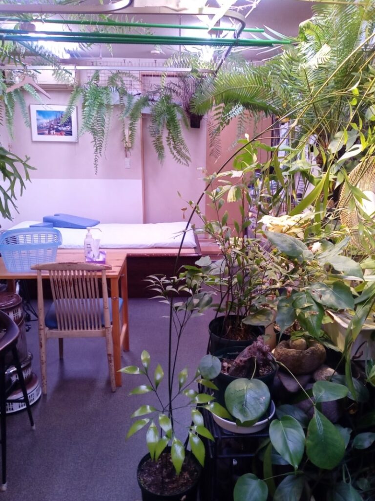 植物に囲まれた黒瀬の施術室